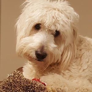 Meet your Posher, Robin